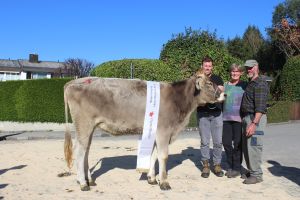 Rinderchampion Horw Hergiswil Blooming Ajola von Familie Zrotz